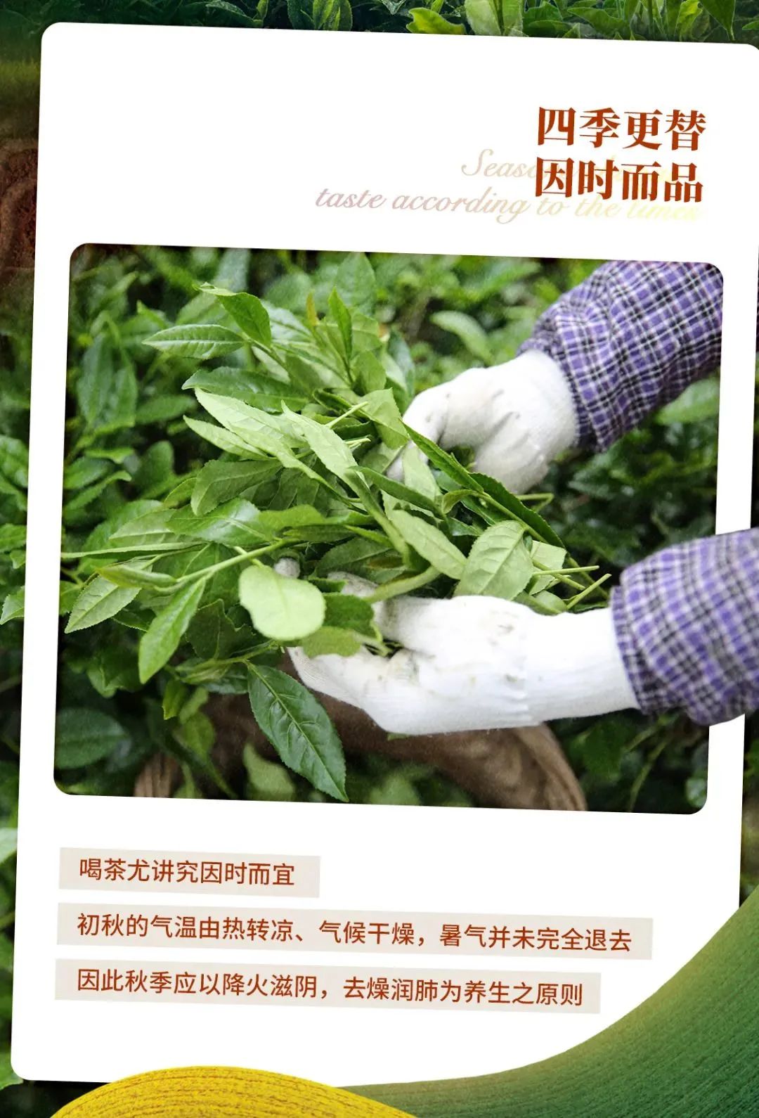 初秋饮茶不完全攻略