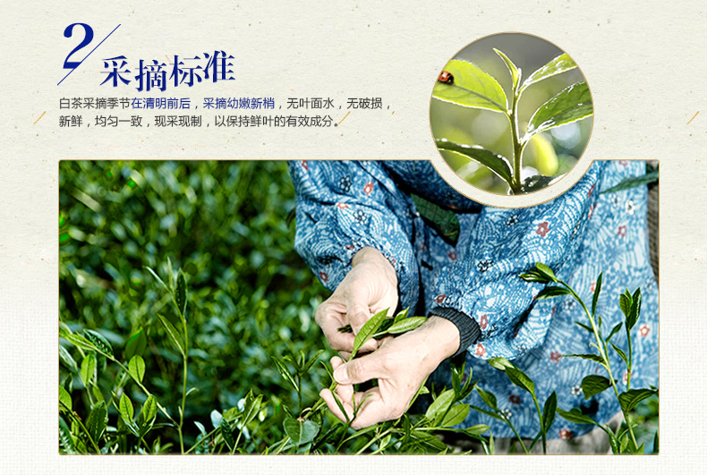 老白茶